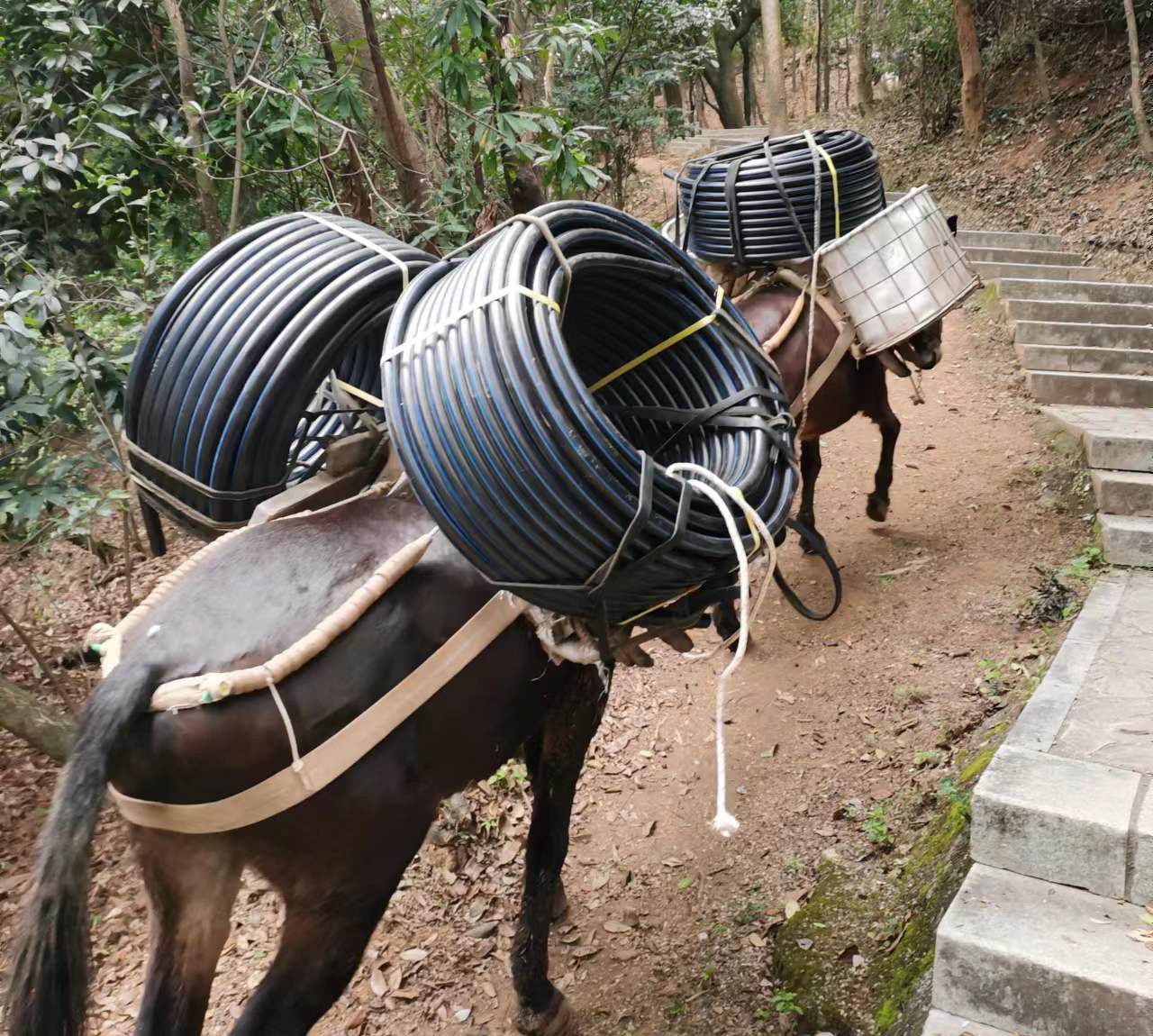 罗湖区马帮运输