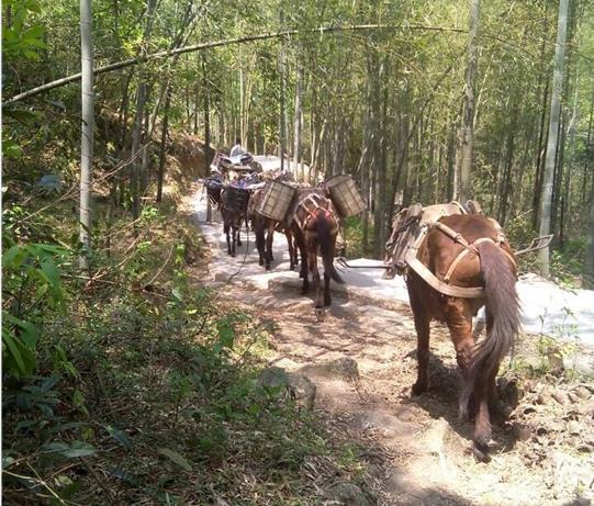 罗湖区马帮运输电话