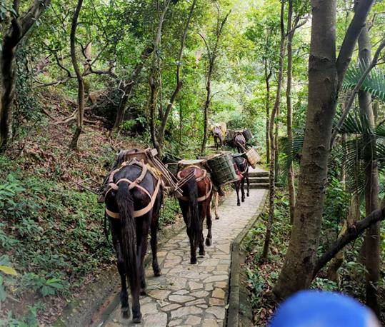 罗湖区马队运输电话