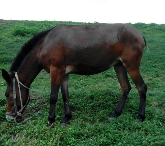 罗湖区骡马搬运