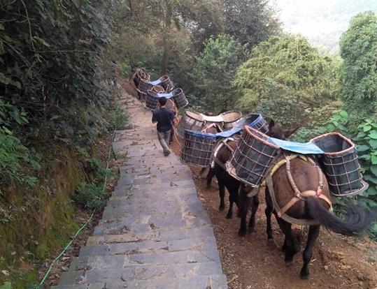 罗湖区骡马运输电话