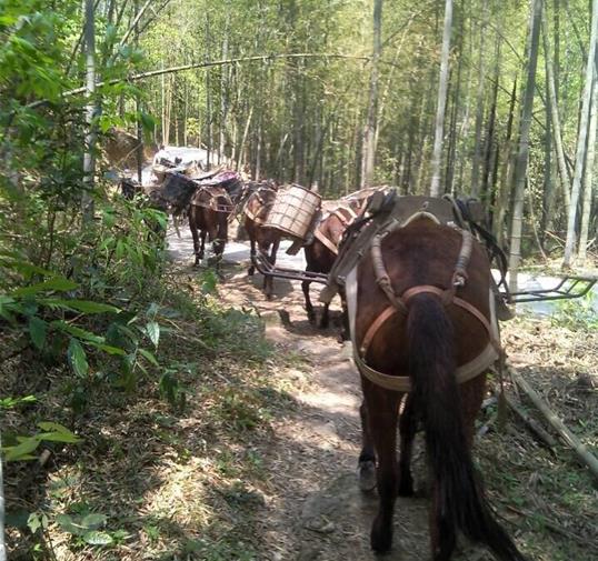 罗湖区骡马运输公司