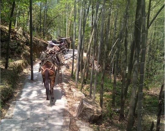 罗湖区山区骡马运输