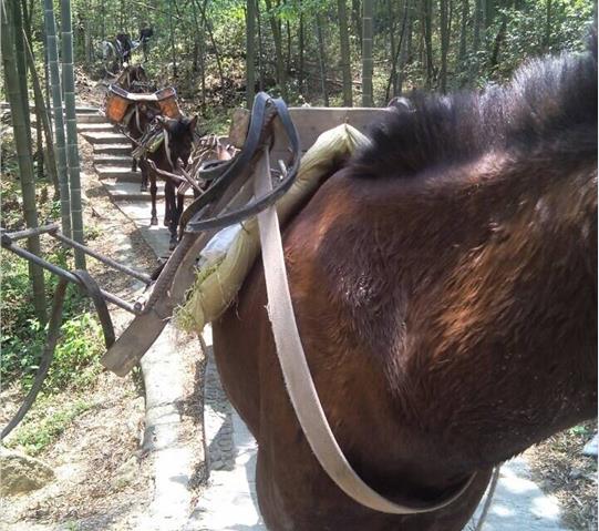 罗湖区骡马队运输