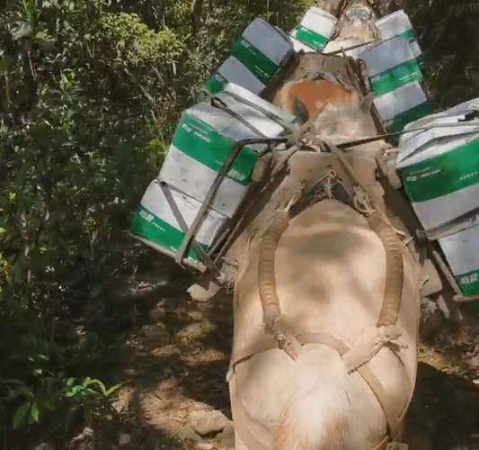 罗湖区骡马山路运输