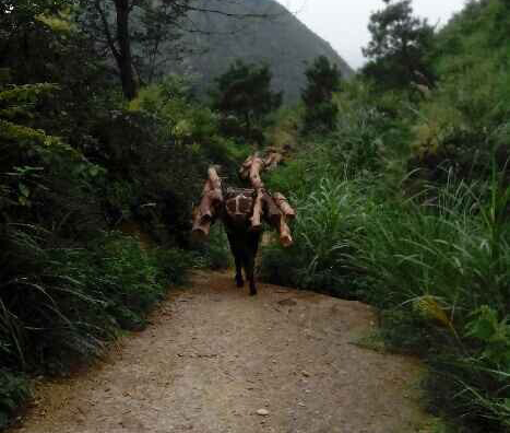 罗湖区骡马运输