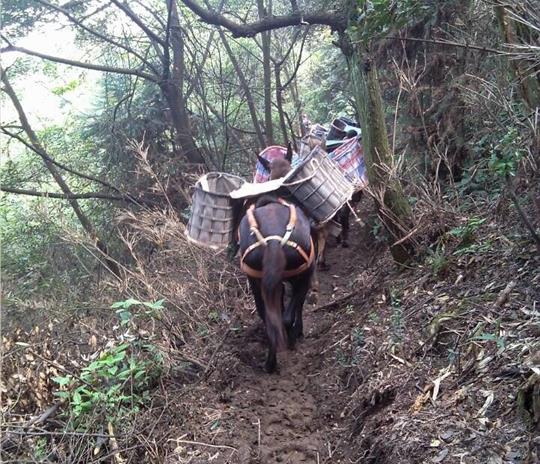 罗湖区马帮运输公司