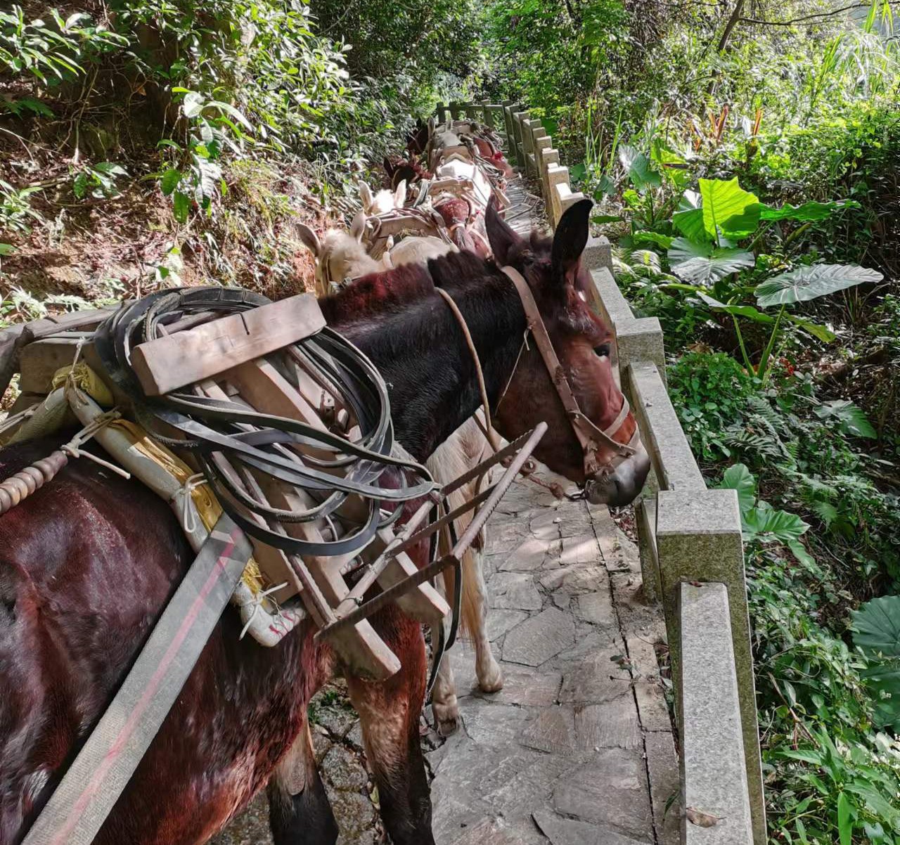 罗湖区马队运输