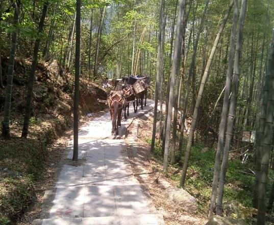 罗湖区马队运输公司