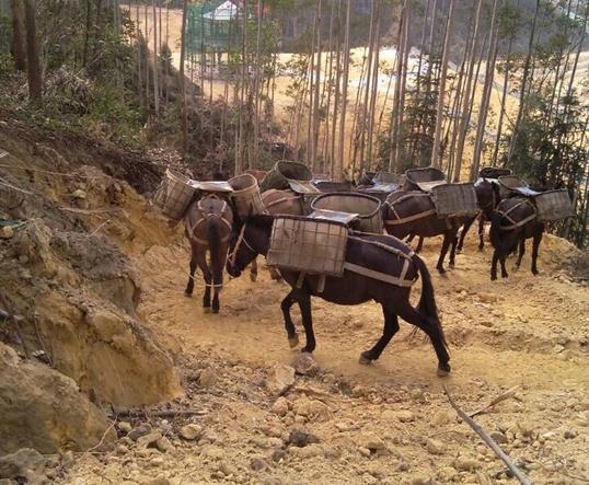 罗湖区山区马队运输